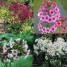 601140-primula-japonica-mixed-hybrids