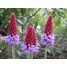 601150-primula-vialii