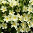 601180-primula-vulgaris