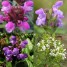 601300-prunella-grandiflora-freelander