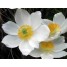 601330-pulsatilla-alpina