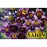 601350-pulsatilla-vulgaris
