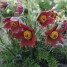 601400-pulsatilla-vulgaris-red-cloak-rubra