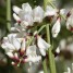 601610-retama-monosperma