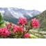 601700-rhododendron-ferrugineum