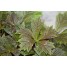 601740-rodgersia-aesculifolia-henrici-pinnata-new-hybrids