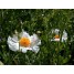 601760-romneya-coulteri-lotus