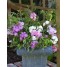 601800-rosa-chinensis-angel-wings