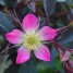 601810-rosa-glauca