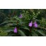 601850-roscoea-purpurea