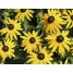 602000-rudbeckia-fulgida-goldsturm