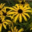 602050-rudbeckia-missouriensis