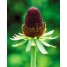 602100-rudbeckia-occidentalis-green-wizard-black-beauty