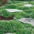 602300-sagina-subulata