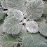 602330-salvia-argentea-artemis