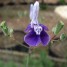 602335-salvia-candelabrum