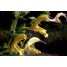 602340-salvia-glutinosa