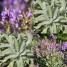 602350-salvia-lavandulifolia