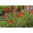 602375-salvia-microphylla-royal-bumble