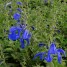 602400-salvia-patens-oxford-blue-blue-angel-deep-blue