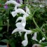 602410-salvia-patens-st-andrews-white