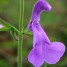 602420-salvia-patens-patio-lilac