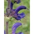 602500-salvia-pratensis