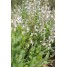 602550-salvia-repens