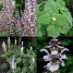 602600-salvia-sclarea