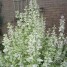 602660-salvia-sclarea-turkestanica-alba-vatican-white
