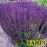 602700-salvia-superba-blaukoningin-violet