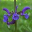 602740-salvia-transsylvanica