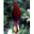 602862-sauromatum-giganteum