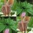 602863-sauromatum-nubicum