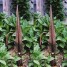 602865-sauromatum-venosum