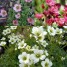 603000-saxifraga-arendsii-hybriden-rock-garden-mixed