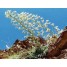 603100-saxifraga-longifolia