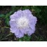 603400-scabiosa-caucasica-perfection-blue