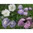 603500-scabiosa-caucasica-border-mixed