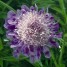 603510-scabiosa-japonica-var-alpina-ritz-blue