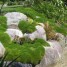 603550-scleranthus-biflorus