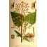 603600-scrophularia-nodosa
