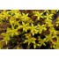 603800-sedum-acre