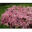 603850-sedum-pulchellum