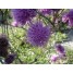 604200-serratula-tinctoria