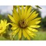 604660-silphium-laciniatum