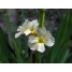 604680-sisyrinchium-striatum