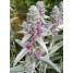 604760-stachys-byzantina