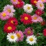 604820-tanacetum-coccineum-single-mixed