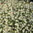 604840-tanacetum-niveum-jackpot